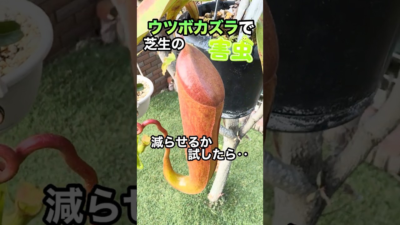 健全なガーデニング動画〜ウツボカズラ編〜