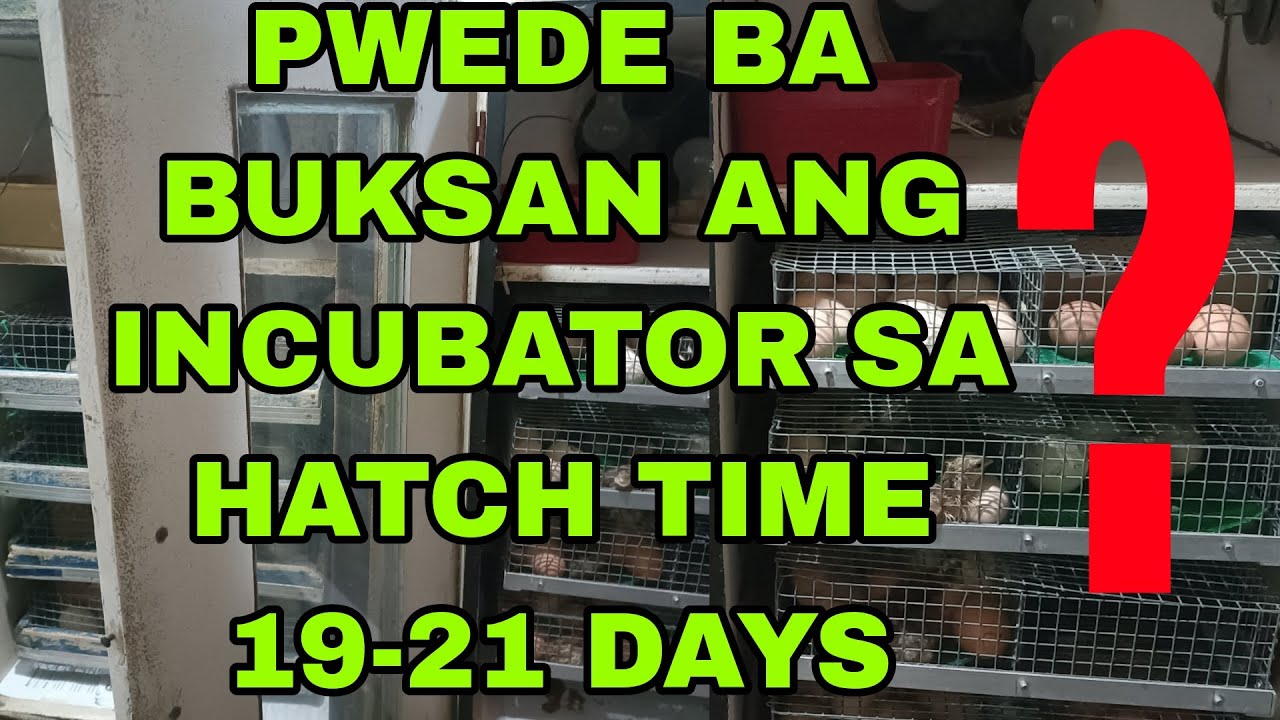 PWEDE BANG BUKSAN ANG HATCHER DURING HATCHING TIME? 🐥 FROM THE EXPERT 
