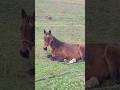 Brown horse 🐴 lies on the grass and recovers its strength / Бурая лошадь 🐎 лежит на траве #horse