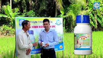 Pyanchor 5EC sự lựa chọn hàng đầu của nhà nông để "Lau cỏ sót trên ruộng lúa"