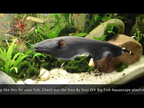 black ghost knifefish care