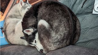 Did My Husky Get Cold From Being Outside TOO Long?