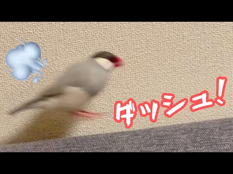 ぬいぐるみと飼い主の間を行き来しまくる文鳥よもぎ　癒し動物　面白い動物　Java sparrow