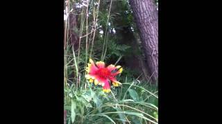 pretty flower by a river