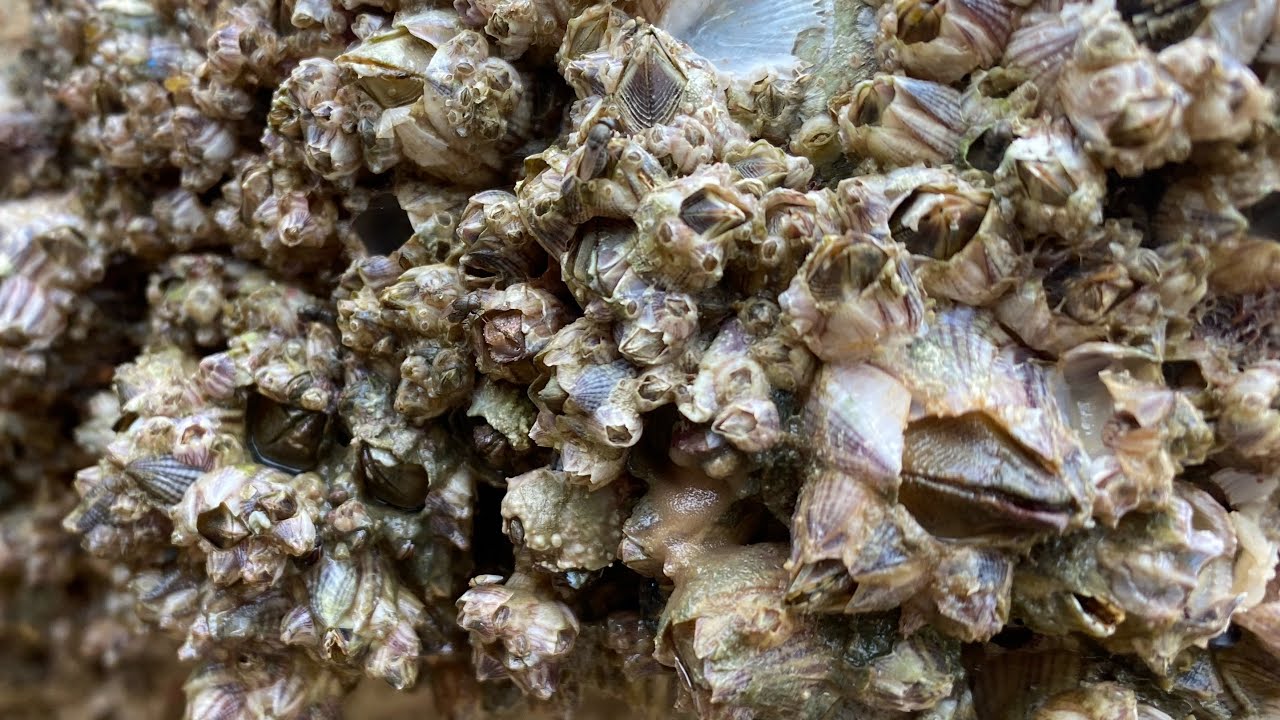 Barnacle Removal ASMR - Deep Boat Cleaning Satisfaction (121)