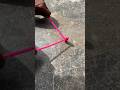 Matchstick phosphorus test toy tools 💥😱 #shoot #test #matchstick #phosphorous #shorts #viral