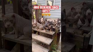 WHO’S BEEN HERE?🤯🤯#funny #americanbully #puppies #viral #pup #doglove #pups #pups #dog #puppylove