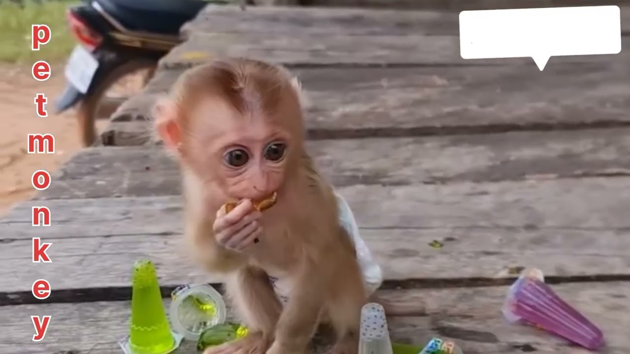 Cutemonkey.petmonkey.petanimal.babymonkey