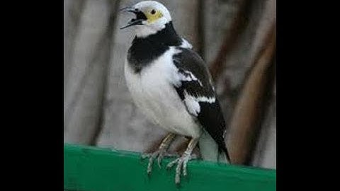 BURUNG JALAK HONGKONG BISA NGOMONG KAKA..