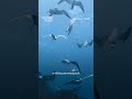 To find dolphins, you follow the fish. To find fish, you follow the shearwaters. #DolphinsUpClose
