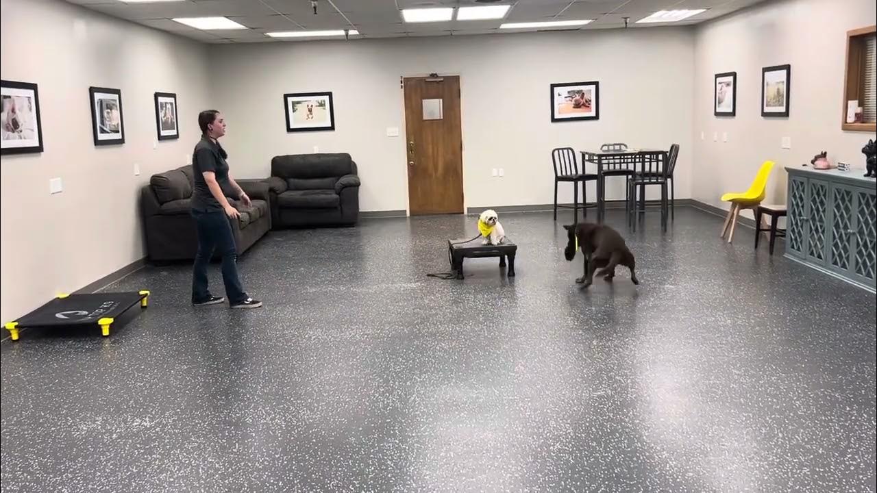 Fort Worth Dog Training 4 Tip Top K9 YouTube