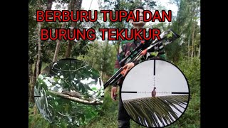 BERBURU TUPAI DAN TEKUKUR !! mengunakan snapan sharp river mantapp