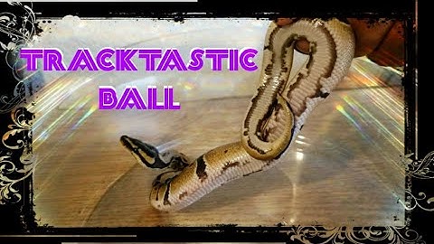 Unboxing Ball python Dinker project (check out those tracks) video #1