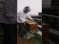 Bee on the roof I bluefactory