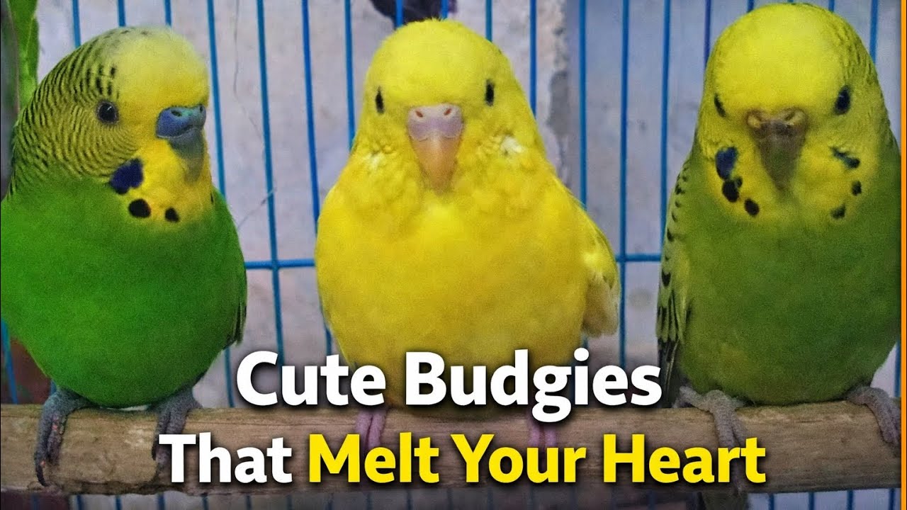 Cute Budgies that melt your heart ❣️😘🐥#video #birds #pets #parrot #budgies 