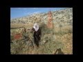 يا ستي