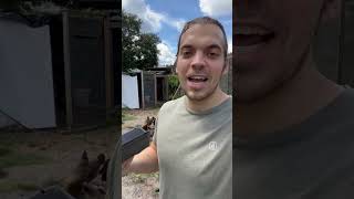 Are Chickens Cannibals? Pt 4 #chickens #backyardchickens #chickenfarm