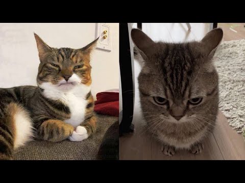 Try Not To Laugh 🤣 New Funny Cats Video 😹 - MeowFunny Par 42