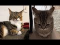 Try not to laugh  new funny cats   meowfunny par 42