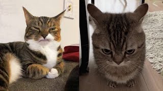 Try Not To Laugh 🤣 New Funny Cats Video 😹 - MeowFunny Par 42