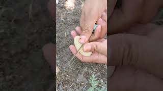 how to grow rose plant from cutting rajasthan india viral naturalview natural