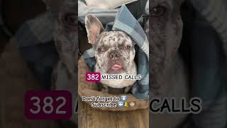 If my dog have cellphone 📲 #funnydog #funny #shorts #dog #animals #petlover #viral #tyshorts #fyp