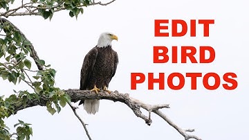 Editing Bird Photos using LR and Topaz DeNoise