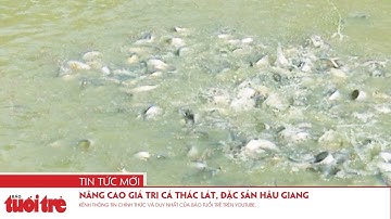 Nâng cao giá trị cá thác lát, đặc sản Hậu Giang