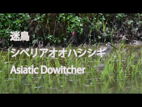 【迷鳥】シベリアオオハシシギ Asiatic Dowitcher