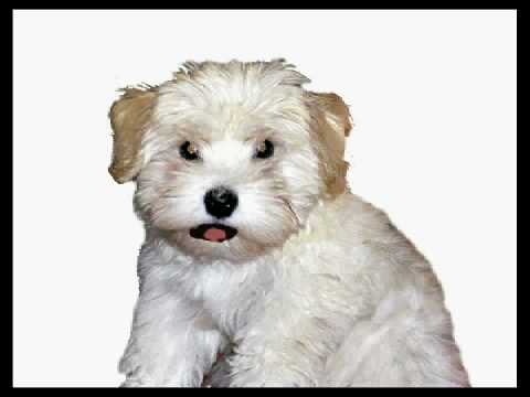 Ruggles the Singing Dog (She's a Havanese!) - YouTube