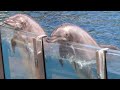 Dolphin Adventures (Full Show) - SeaWorld Orlando - September 27, 2021