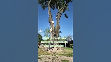 Tree Removal by Mg tree service in Houston, Texas.