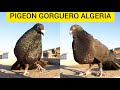 Gorguero Pigeons young birds 2020 / PIGEON ALGERIA