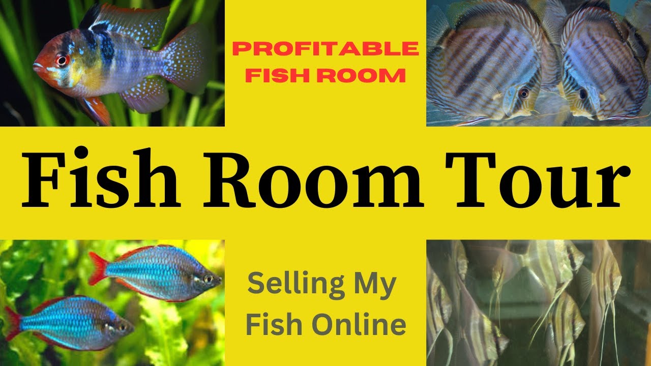 Transforming My Fish Room: How YOU Can Be a Part of It - The Future ...