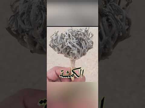 انواع نباتات في الصحراء الجنوبية