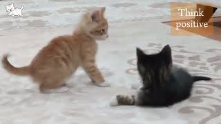 'Dawn Delights: Witness the Unbearable Cuteness of Two Tiny Kittens' #kittens #trending #viral