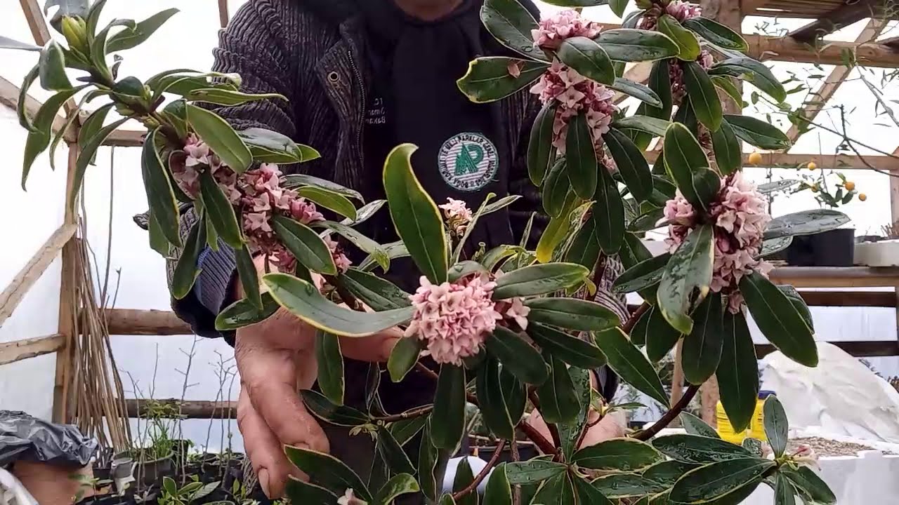 KAFKAS GÜLÜ,PARFÜM ÇİÇEĞİ.ÇOK PARA KAZANDIRAN PARFÜM ÇİÇEĞİ (KAFKAS GÜLÜ) ÜRETİMİ