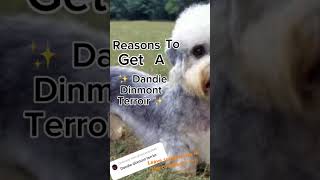 REASONS to get a DANDIE DINMONT TERRIOR