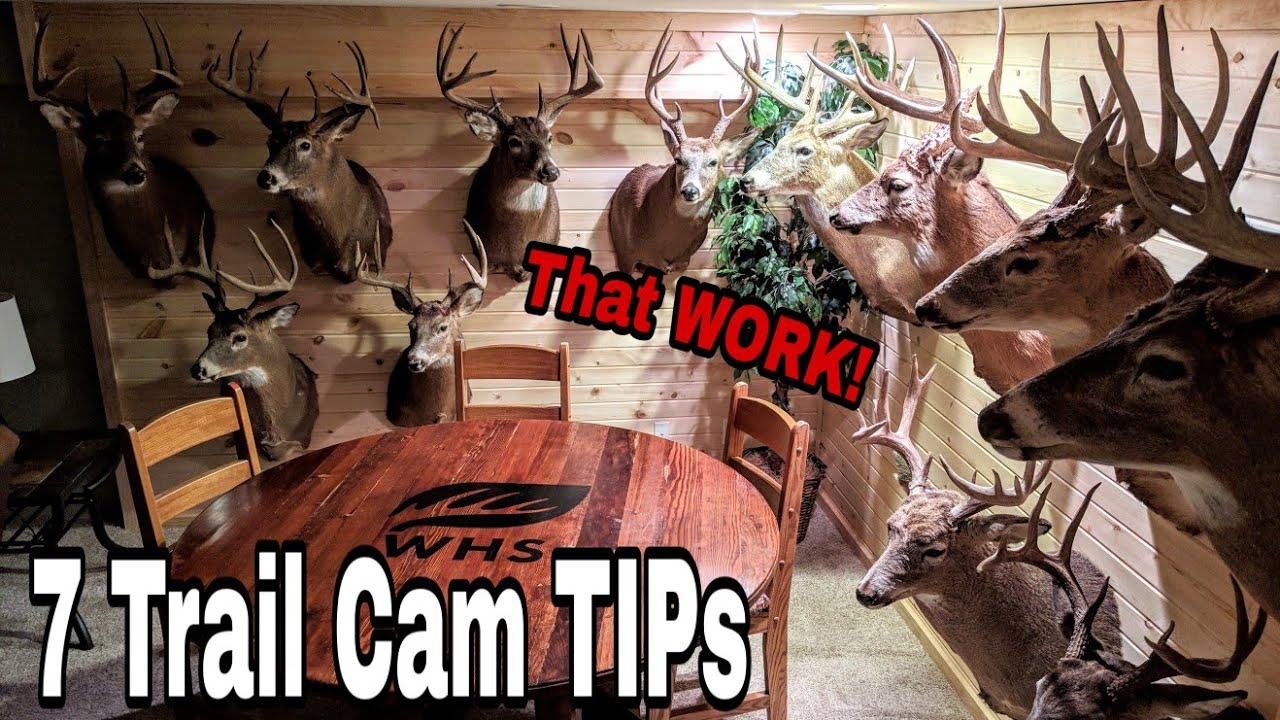 Critical Trail Cam Tips For Bucks