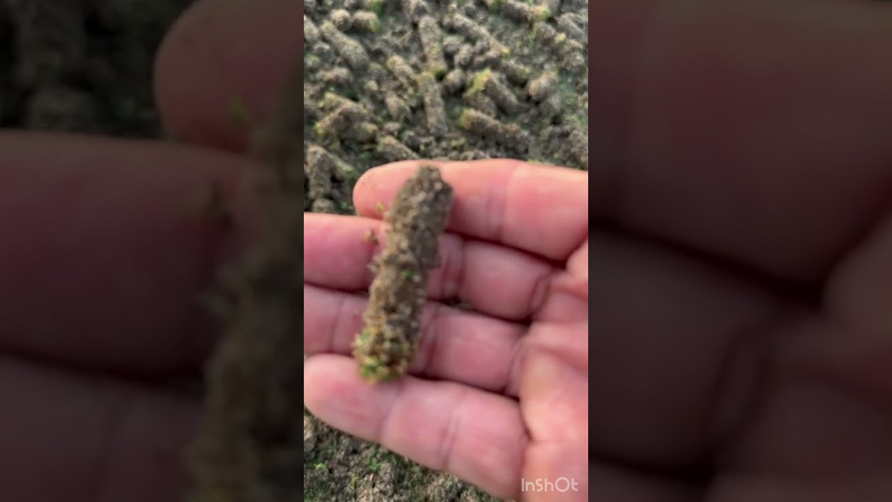 Aerification last year 2025