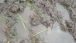 Tilling straw in autumn and winter crops