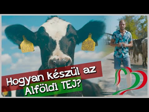 Videó: Hogyan készül az endocast?