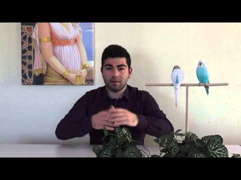 Video: Muhabbet Kuşları Hakkında Her Şey