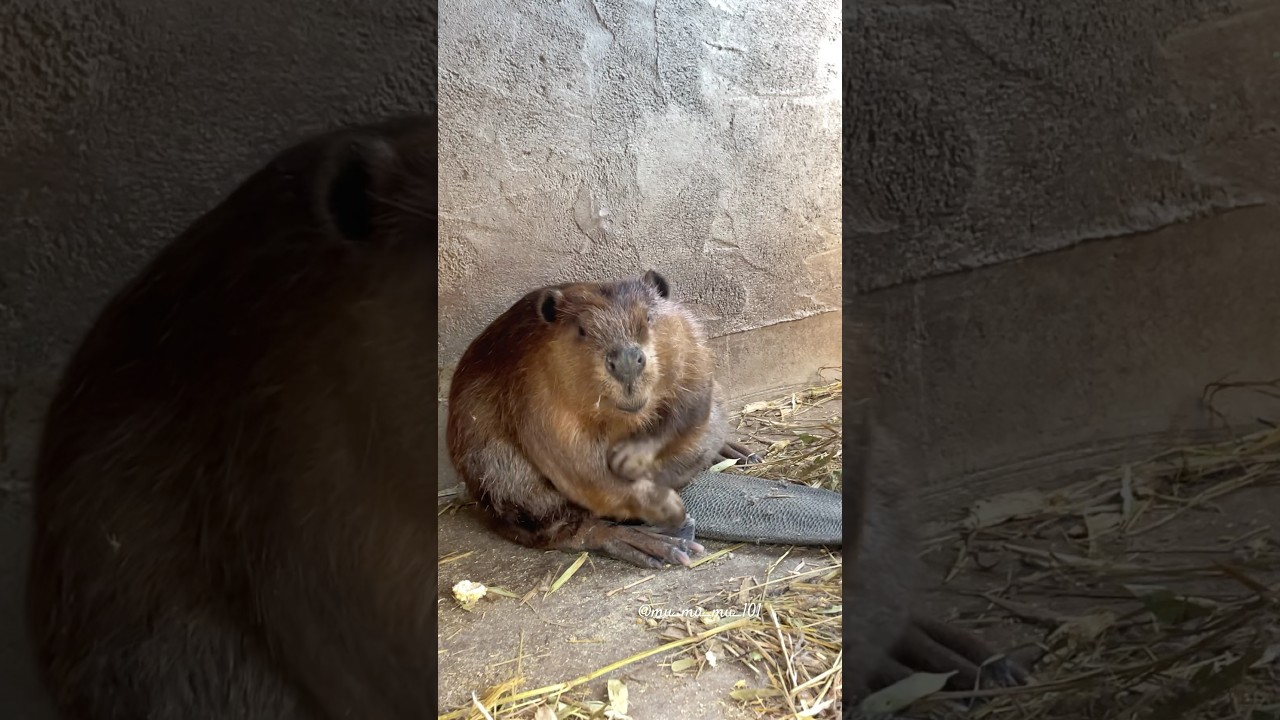 きよちゃん 夏のもみし🌻 #アメリカビーバー #ビーバー #beaver #チビーバー #babybeaver #animals #cuteanimals #かわいい動物 #癒し #cute