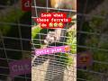 Look how these ferrets scratches themselves! #ferrets #ferret #ferretlife #pet #pet #animals #cute