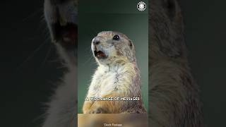 Prairie Dog  The Truth Behind Their Screams!