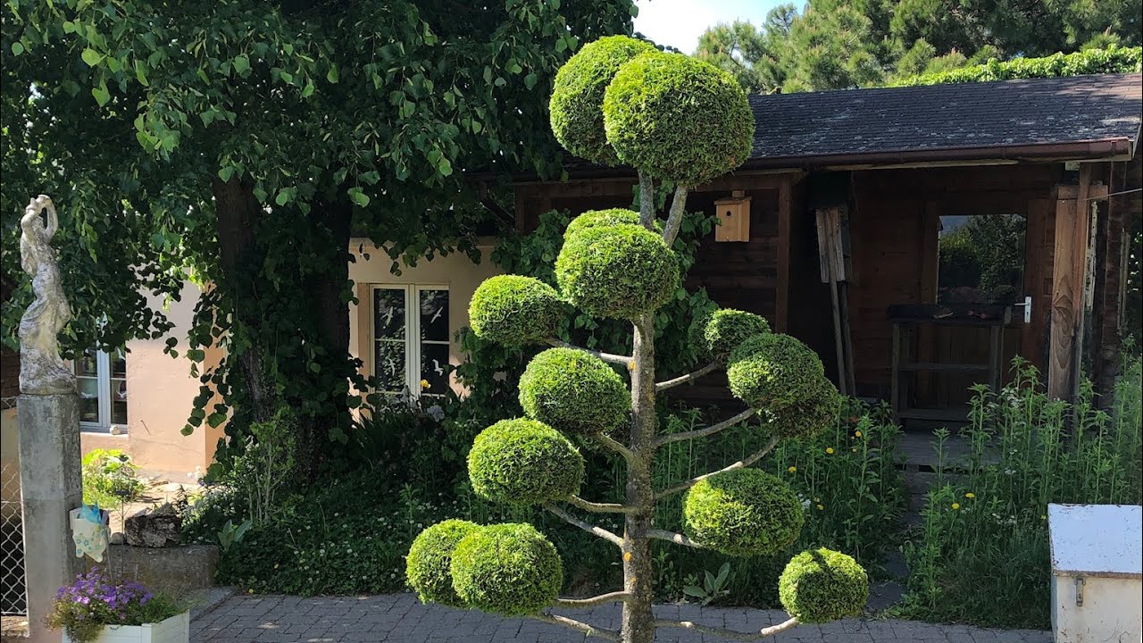 # 97 : Présentation et entretien d'un Thuja en topiaire