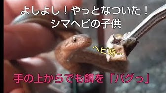 シマヘビ Youtube