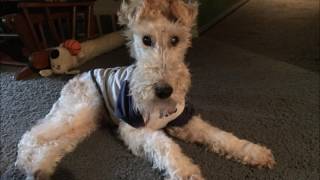 A Tribute to Bugzy. Wire Fox Terrier, Spirit Animal, and My Best Friend