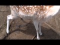 Deer piss